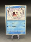 Cetoddle