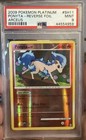 Ponyta