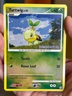 Turtwig