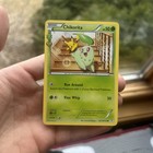 Chikorita