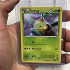 Turtwig