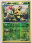 Maractus