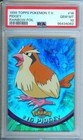 Pidgey