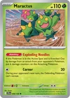 Maractus