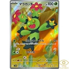 Maractus