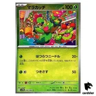 Maractus