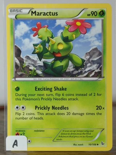 Maractus