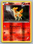 Ponyta
