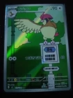 Pidgey