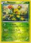 Maractus