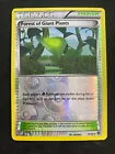 Forest of Giant Plants