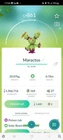 Maractus