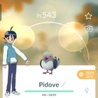 Pidove