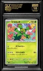 Maractus