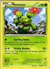 Maractus