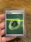 Chikorita