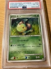 Turtwig