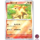 Ponyta