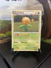 Sunflora