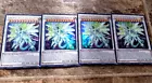 Stardust Sifr Divine Dragon