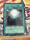 Ancient Forest