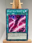 Basal Rose Shoot