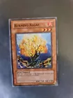 Burning Algae