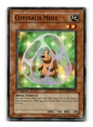 Chrysalis Mole