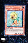 Dandylion