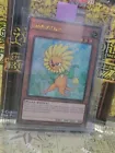 Dandylion