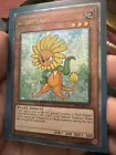 Dandylion