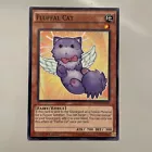 Fluffal Cat