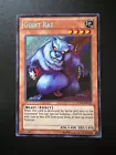 Giant Rat