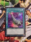 Harpie's Feather Duster