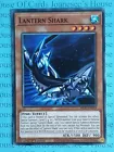 Lantern Shark