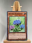 Naturia Hydrangea