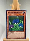 Naturia Hydrangea