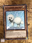 Outstanding Dog Mary