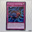 Paleozoic Leanchoilia