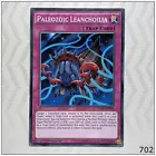 Paleozoic Leanchoilia