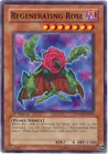 Regenerating Rose