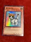 Rescue Cat