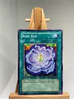 Rose Bud