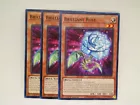 Brilliant Rose