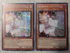 Ash Blossom & Joyous Spring