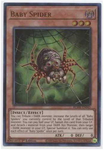 Baby Spider