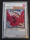 Black Rose Dragon