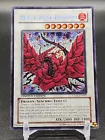 Black Rose Dragon