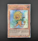 Dandylion