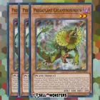 Predaplant Chlamydosundew